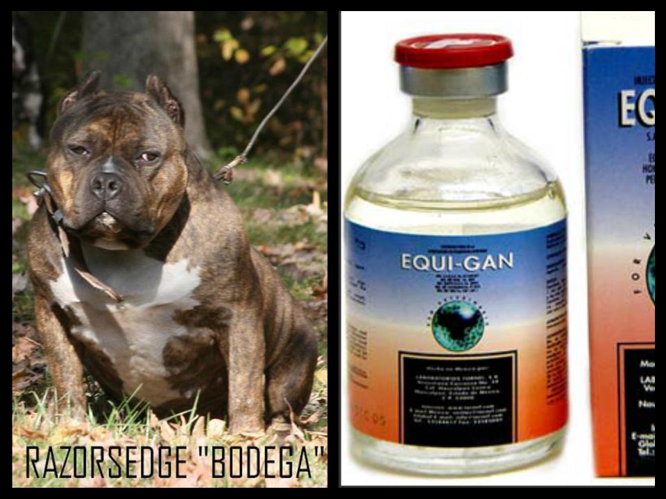 NoVACAIN Kennels Steroid Use In Bullies...